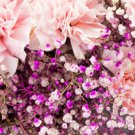 150X Seeds Carnations with Baby’s Breath Flower Seeds Plant Home Garden #lpau
