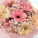 40X Seeds Gerbera with Pink Baby’s breath Flower Seeds Plant Home Garden #lpau