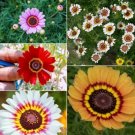 100X Seeds Chrysanthem Flower Seeds Plant Home Garden #lpau
