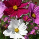 Cosmos Mixed Sensation Flower Seeds Plant Home Garden #lpau