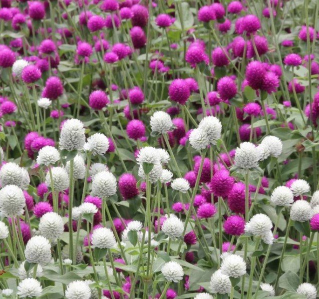 80X Seeds Gomphrena Choice Mix Flower Seeds Plant Home Garden #lpau