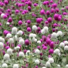 80X Seeds Gomphrena Choice Mix Flower Seeds Plant Home Garden #lpau