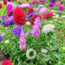 70X Seeds Aster Powder Puffs Flower Seeds Plant Home Garden #lpau