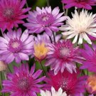 200X Seeds Xeranthemum Double Mixed Flower Seeds Plant Home Garden #lpau