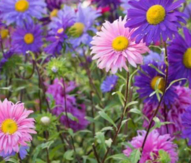 130X Seeds Aster Giant Ray Flower Seeds Plant Home Garden #lpau