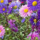 130X Seeds Aster Giant Ray Flower Seeds Plant Home Garden #lpau