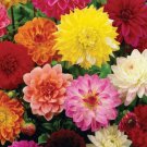 Dahlia Urwins Mix Flower Seeds Plant Home Garden #lpau
