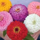 Zinnia Thumbelina Mix Flower Seeds Plant Home Garden #lpau