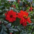 Dahlia redskin Mix Flower Seeds Plant Home Garden #lpau