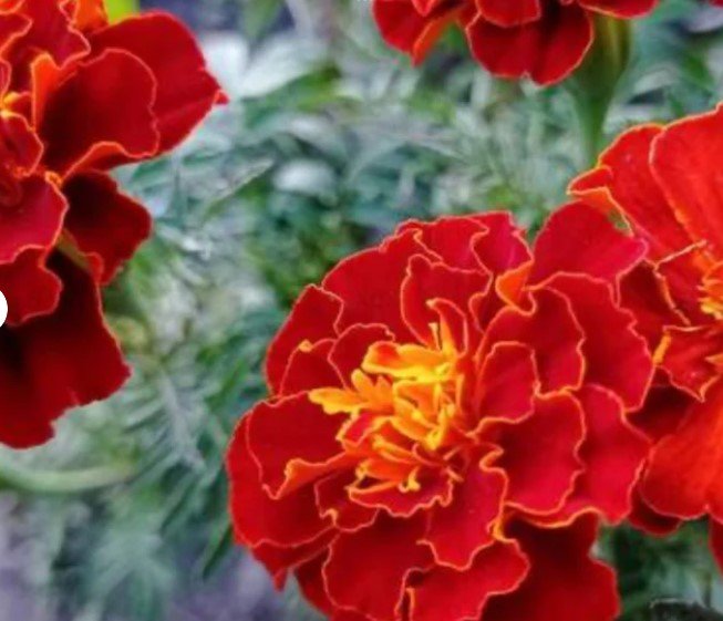 80X Seeds Red Cherry Marigolds Flower Seeds Plant Home Garden #lpau