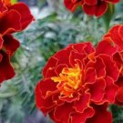 80X Seeds Red Cherry Marigolds Flower Seeds Plant Home Garden #lpau