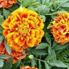 80X Seeds African Crackerjack Marigold Flower Seeds Plant Home Garden #lpau