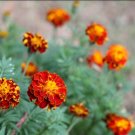 130X Seeds French Petite Marigolds Flower Seeds Plant Home Garden #lpau