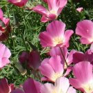 200X Seeds Purple Gleam Poppy Flower Seeds Plant Home Garden #lpau