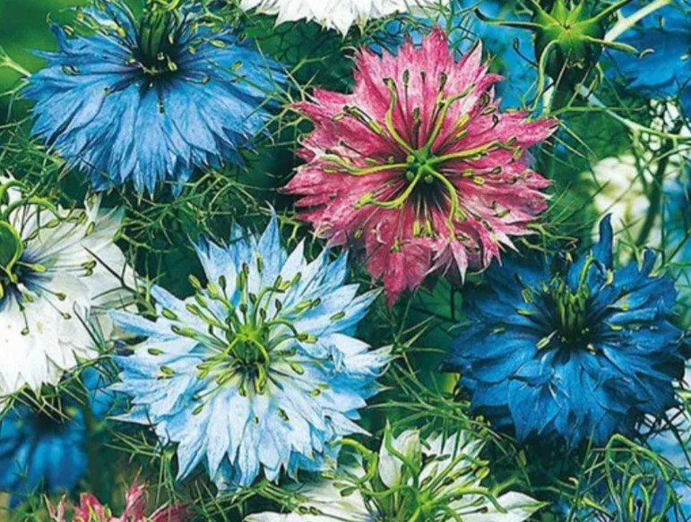 110X Seeds Nigella seeds Mixed Flower Seeds Plant Home Garden #lpau