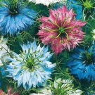 110X Seeds Nigella seeds Mixed Flower Seeds Plant Home Garden #lpau