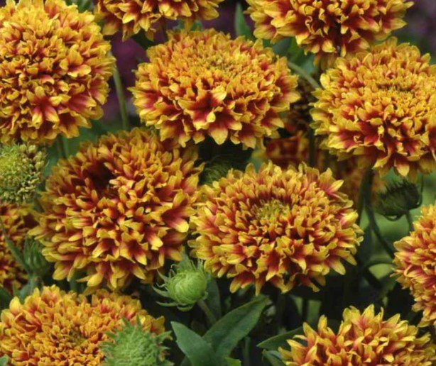 85X Seeds Gaillardia Lorenza&acirc;��s, Doubles Flower Seeds Plant Home Garden #lpau