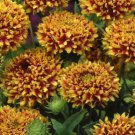 85X Seeds Gaillardia Lorenza’s, Doubles Flower Seeds Plant Home Garden #lpau
