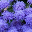300X Seeds Ageratum or Floss Flower Blue Ball Flower Seeds Plant Home Garden #lpau