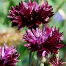 100X Seeds Cornflower Black Ball Flower Seeds Plant Home Garden #lpau