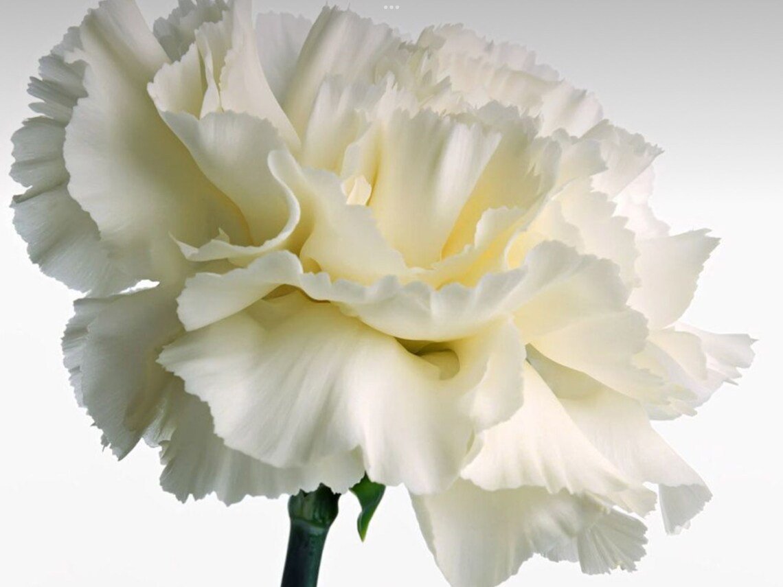 80X Seeds White Carnations Flower Seeds Plant Home Garden #lpau