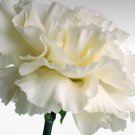 80X Seeds White Carnations Flower Seeds Plant Home Garden #lpau