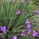 30X Seeds Australian Native Iris Flower Seeds Plant Home Garden #lpau
