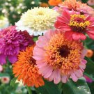 80X Seeds Scabiosa Majestic Mix Flower Seeds Plant Home Garden #lpau