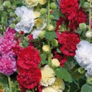 80X Seeds Hollyhock Seeds, Stunning! Gorgeous uprights Flower Seeds Plant Home Garden #lpau
