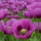 300X Seeds Hungarian Gian Poppy Flower Seeds Plant Home Garden #lpau