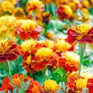 130X Seeds Marigolds Flower Seeds Plant Home Garden #lpau