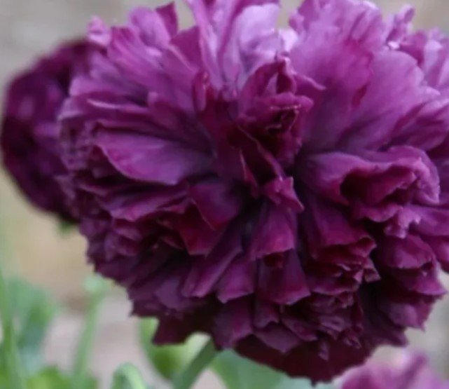 200X Seeds Deep Purple Peony Poppy Flower Seeds Plant Home Garden #lpau