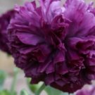 200X Seeds Deep Purple Peony Poppy Flower Seeds Plant Home Garden #lpau