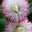 75X Seeds English Daisy Flower Seeds Plant Home Garden #lpau