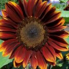 20X Seeds Royal Velvet Sunflower Flower Seeds Plant Home Garden #lpau