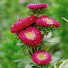 100X Seeds Aster Pompon Gusford Flower Seeds Plant Home Garden #lpau
