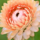 100X Seeds Salmon Strawflower, (Everlasting Daisy) Flower Seeds Plant Home Garden #lpau