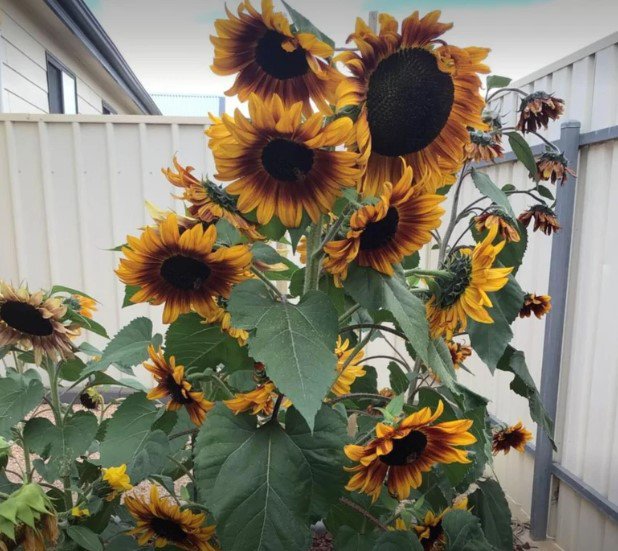 20X Seeds Solar Flash Sunflower Flower Seeds Plant Home Garden #lpau
