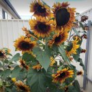 20X Seeds Solar Flash Sunflower Flower Seeds Plant Home Garden #lpau