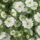 250X Seeds Nigella White Flower Seeds Plant Home Garden #lpau