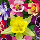 150X Seeds Grannies Bonnets Flower Seeds Plant Home Garden #lpau