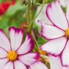 40X Seeds Cosmos Sensation Picotee Flower Seeds Plant Home Garden #lpau