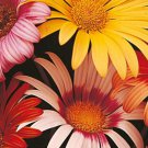 Harlequins Mixed Flower Seeds Plant Home Garden #lpau