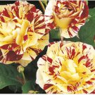 20X Seeds George Burns Hybrid Roses Flower Seeds Plant Home Garden #lpau
