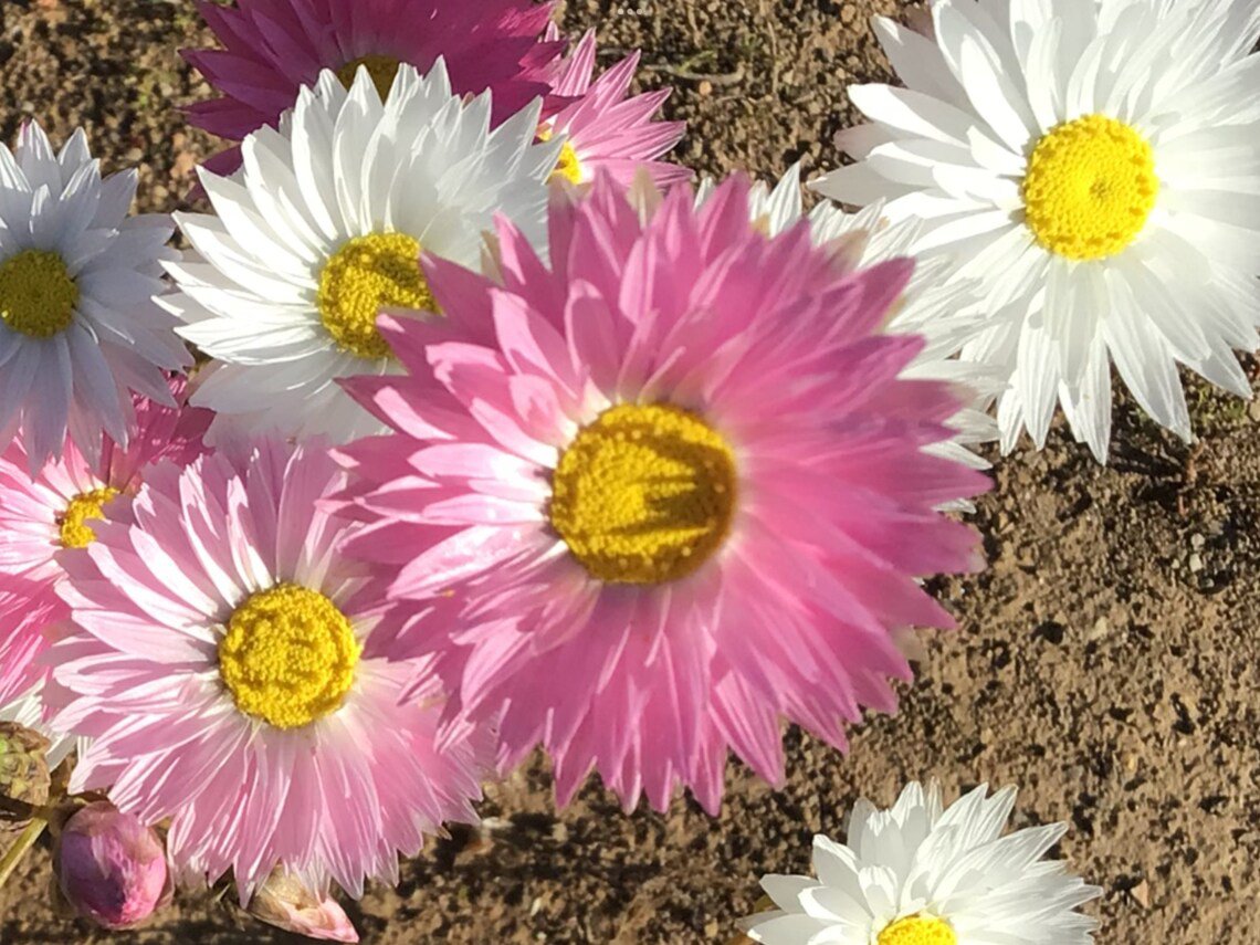 130X Seeds Everlasting Daisy Flower Seeds Plant Home Garden #lpau