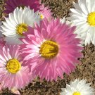 130X Seeds Everlasting Daisy Flower Seeds Plant Home Garden #lpau