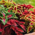 100X Seeds Coleus Indoor and Outdoor plant Flower Seeds Plant Home Garden #lpau