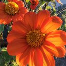 30X Seeds Mexican Sunflower Flower Seeds Plant Home Garden #lpau