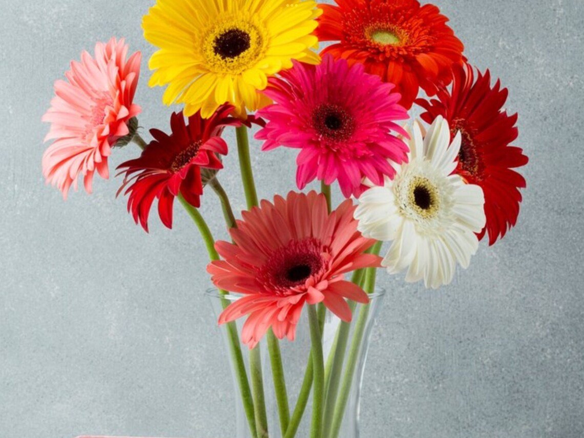 30X Seeds Gerbera Jamesoni Mix Flower Seeds Plant Home Garden #lpau