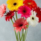 30X Seeds Gerbera Jamesoni Mix Flower Seeds Plant Home Garden #lpau
